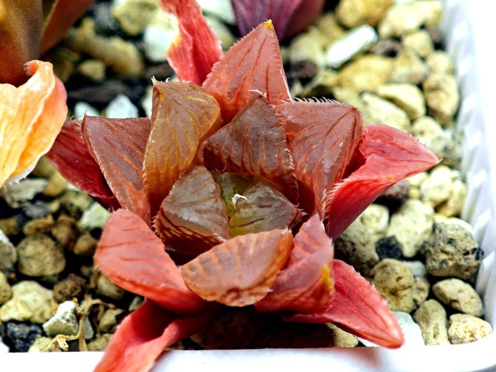 Haworthia Seedling MS102 Milky Way x Splendid - 10