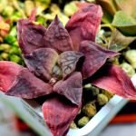 Haworthia Seedling Coffee x Emelyae Badia MS103 - 18