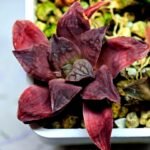 Haworthia Seedling Coffee x Emelyae Badia MS103 - 19