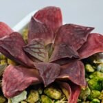 Haworthia Seedling Coffee x Emelyae Badia MS103 - 12