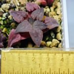 Haworthia Seedling OB-1 Var x Black Grape Var MS110 - 10