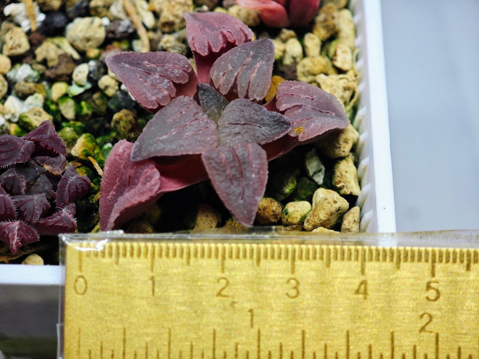 Haworthia Seedling OB-1 Var x Black Grape Var MS110 - 10
