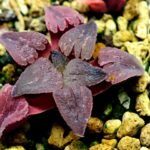 Haworthia Seedling OB-1 Var x Black Grape Var MS110 - 11