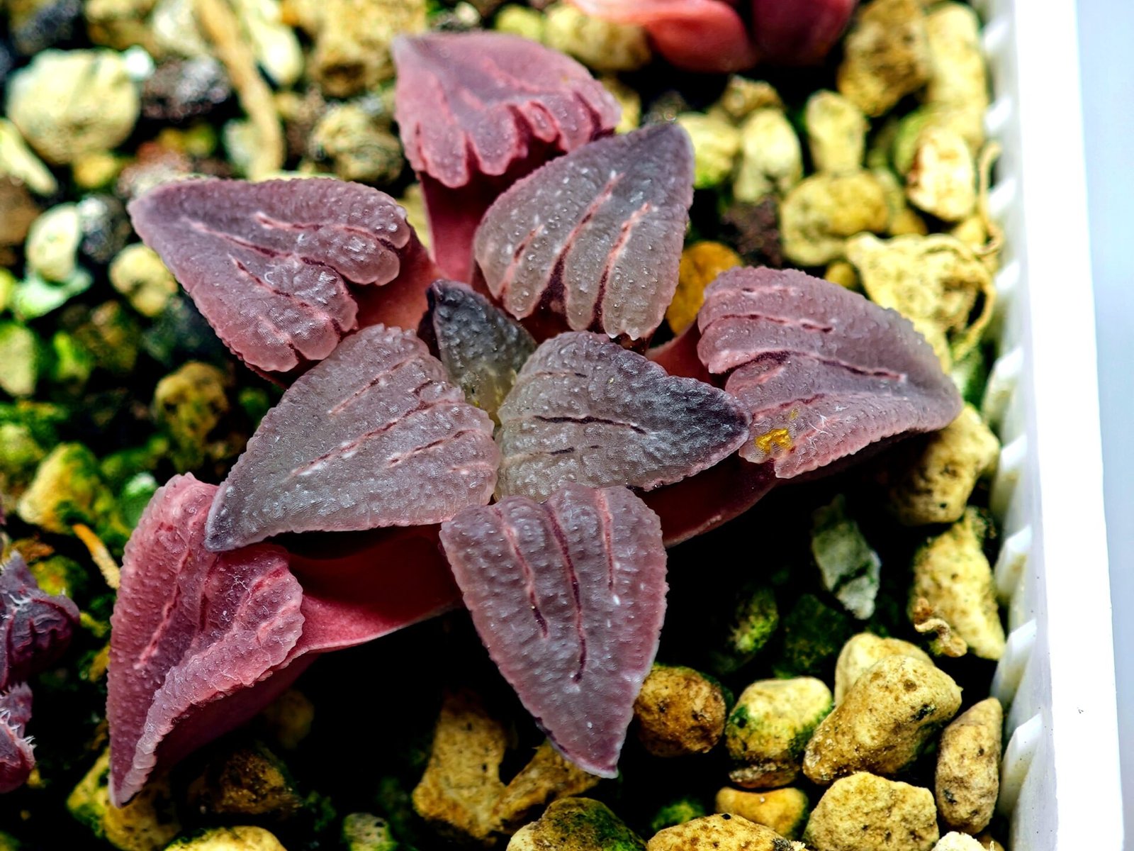 Haworthia Seedling OB-1 Var x Black Grape Var MS110 - 11