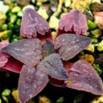 Haworthia Seedling OB-1 Var x Black Grape Var MS110 - 12