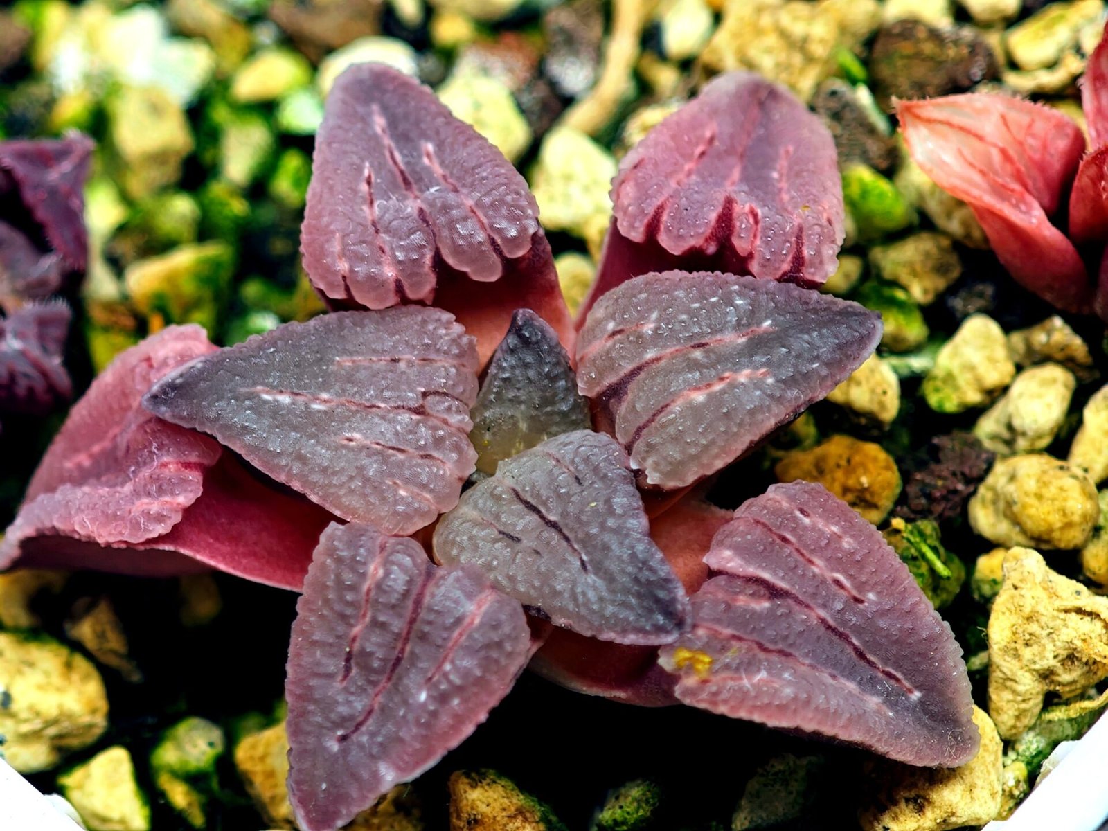Haworthia Seedling OB-1 Var x Black Grape Var MS110 - 12