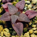 Haworthia Seedling OB-1 Var x Black Grape Var MS110 - 13