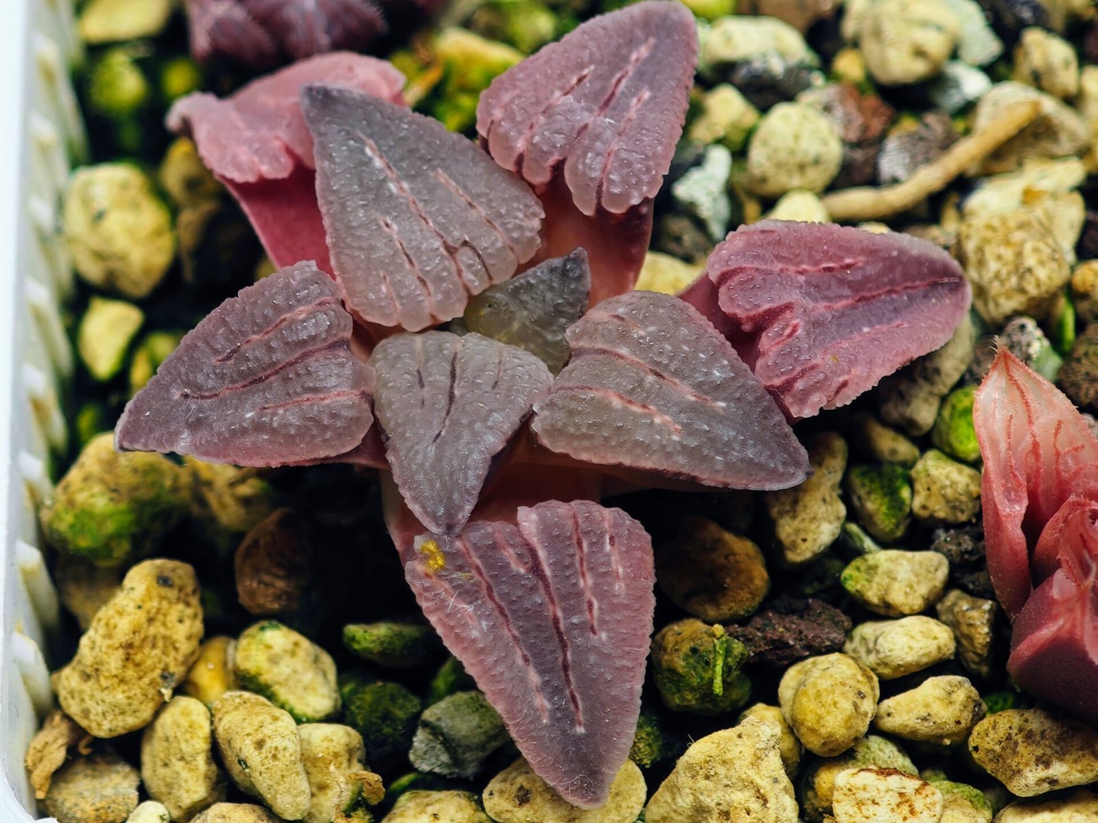 Haworthia Seedling OB-1 Var x Black Grape Var MS110 - 13
