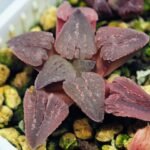 Haworthia Seedling OB-1 Var x Black Grape Var MS110 - 14