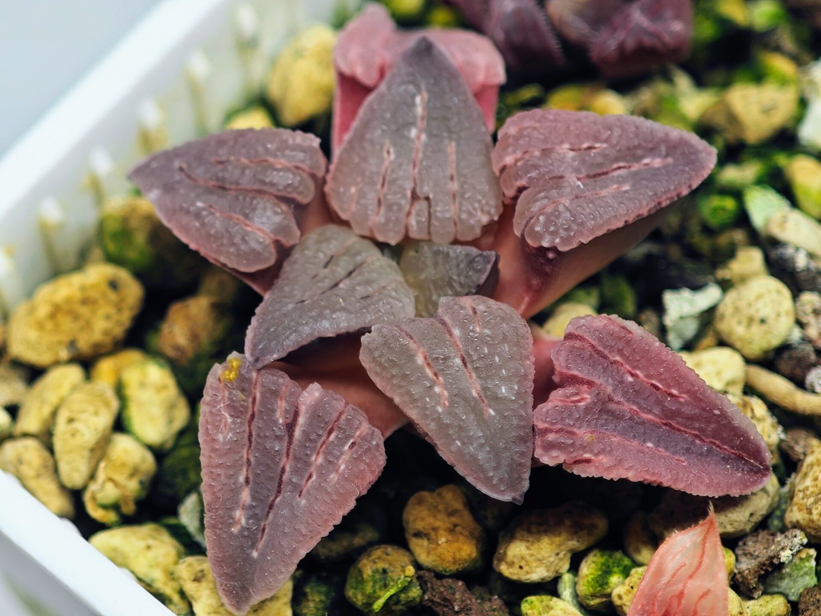 Haworthia Seedling OB-1 Var x Black Grape Var MS110 - 14