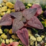 Haworthia Seedling OB-1 Var x Black Grape Var MS110 - 15