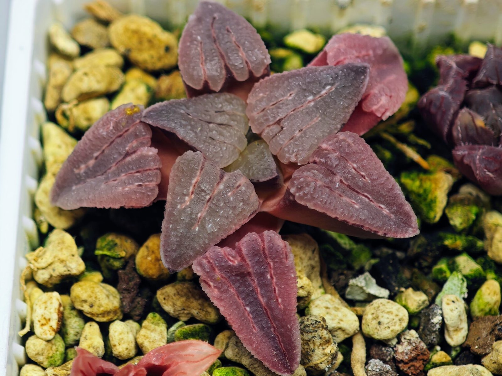 Haworthia Seedling OB-1 Var x Black Grape Var MS110 - 15
