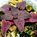 Haworthia Seedling OB-1 Var x Black Grape Var MS110 - 16