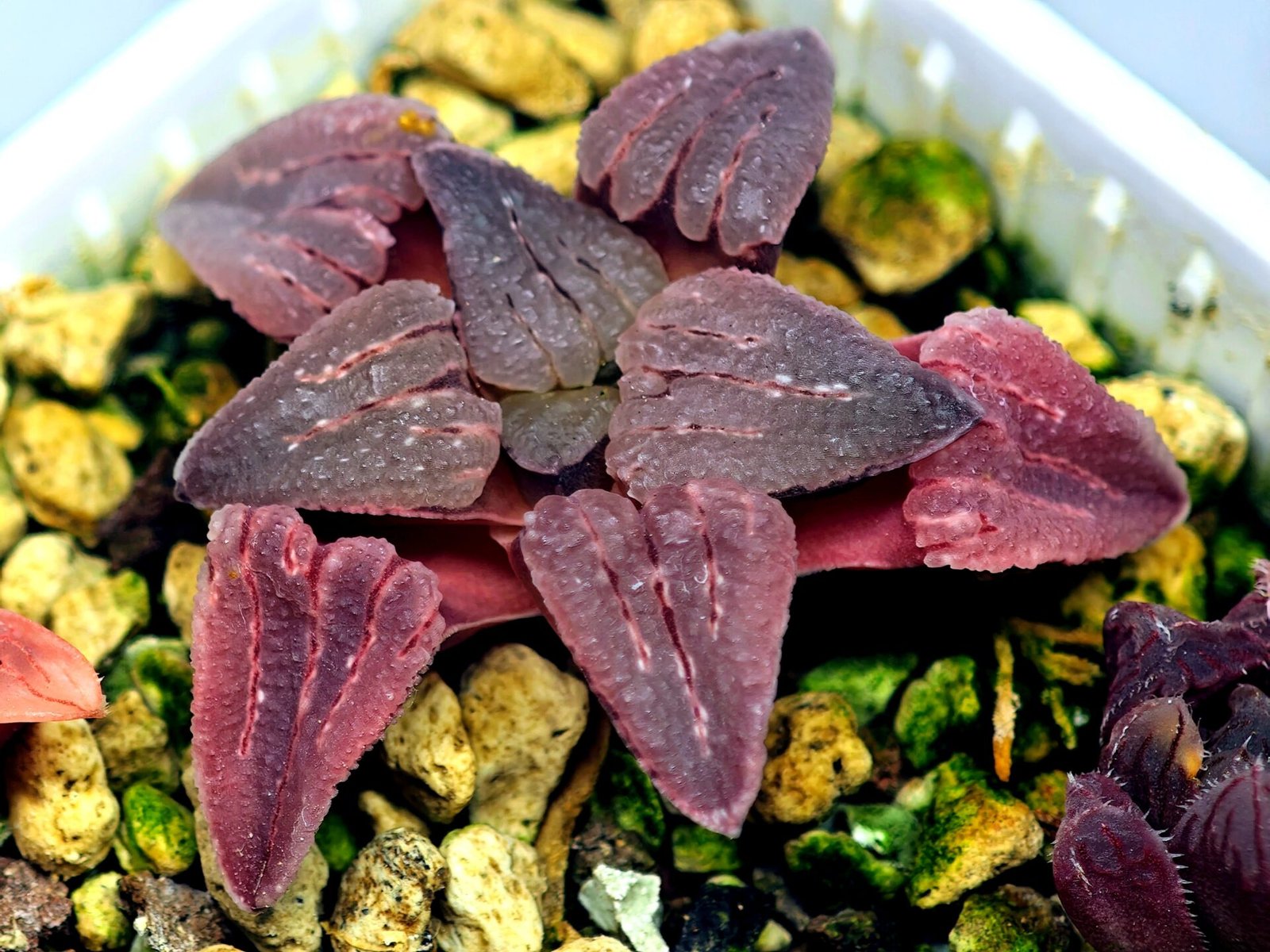 Haworthia Seedling OB-1 Var x Black Grape Var MS110 - 16