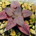 Haworthia Seedling OB-1 Var x Black Grape Var MS110 - 17