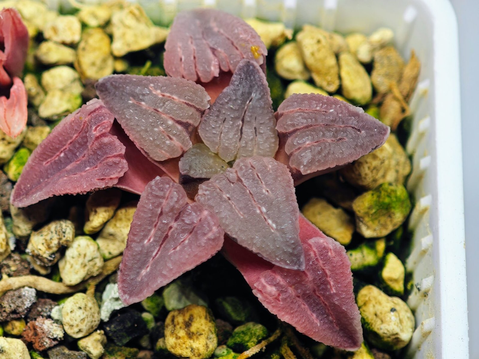 Haworthia Seedling OB-1 Var x Black Grape Var MS110 - 17