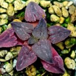 Haworthia Seedling OB-1 Var x Black Grape Var MS110 - 18