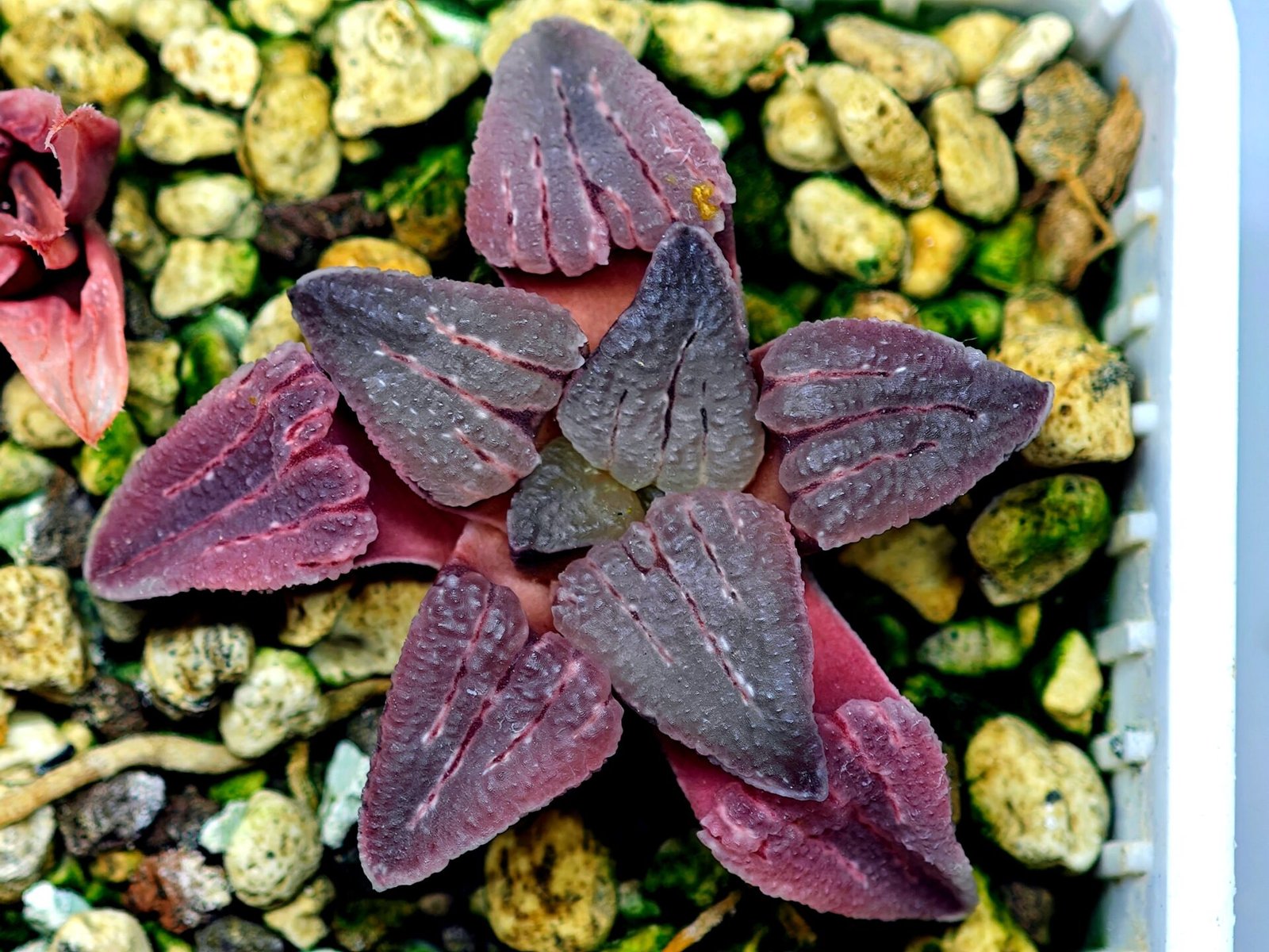 Haworthia Seedling OB-1 Var x Black Grape Var MS110 - 18