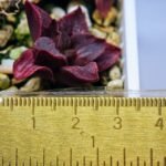 Haworthia Seedling MS111 - 1
