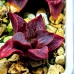 Haworthia Seedling MS111 - 2