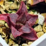 Haworthia Seedling MS111 - 3