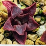 Haworthia Seedling MS111 - 5