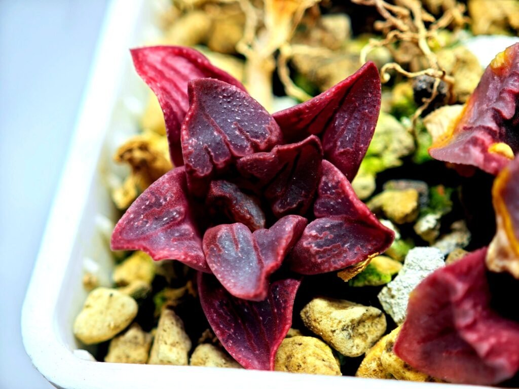 Haworthia Seedling MS111 - 16