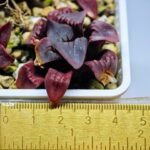 Haworthia Seedling MS112 - 2