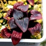 Haworthia Seedling MS112 - 4