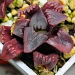 Haworthia Seedling MS112 - 6