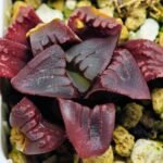 Haworthia Seedling MS112 - 8