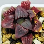 Haworthia Seedling MS112 - 12