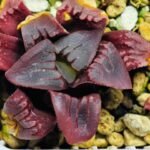 Haworthia Seedling MS112 - 16