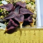 Haworthia Seedling MS114 - 15