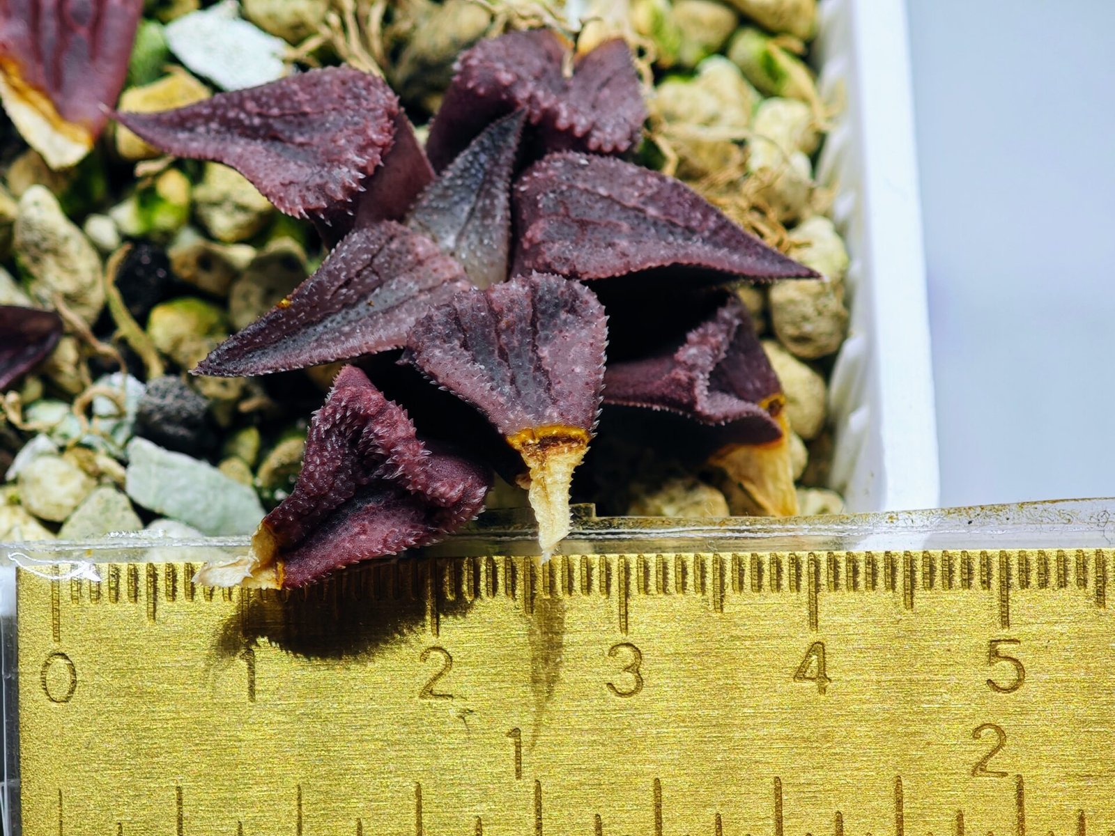 Haworthia Seedling MS114 - 15