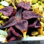 Haworthia Seedling MS114 - 1