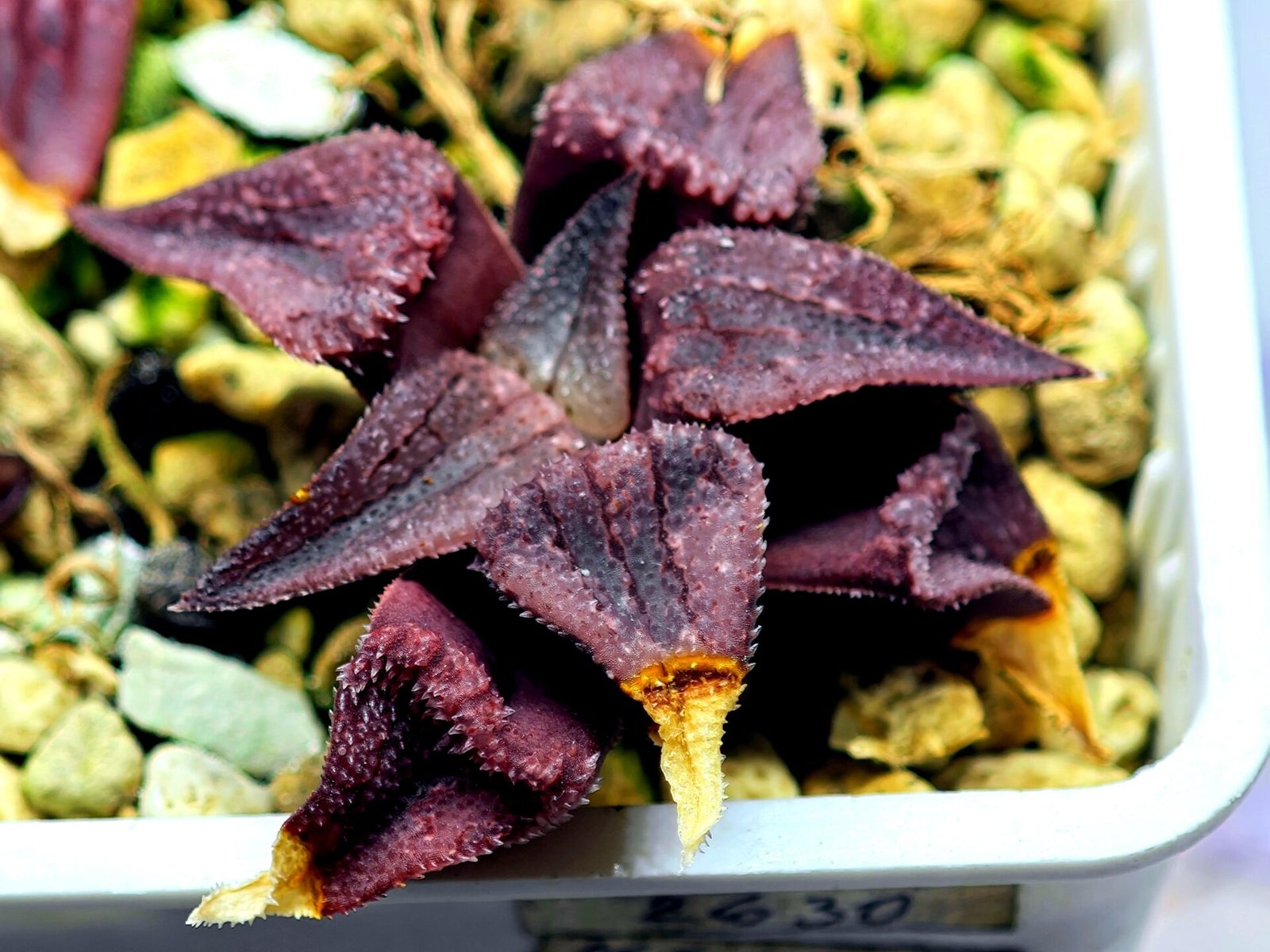 Haworthia Seedling MS114 - 1
