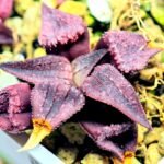 Haworthia Seedling MS114 - 2