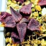 Haworthia Seedling MS114 - 3