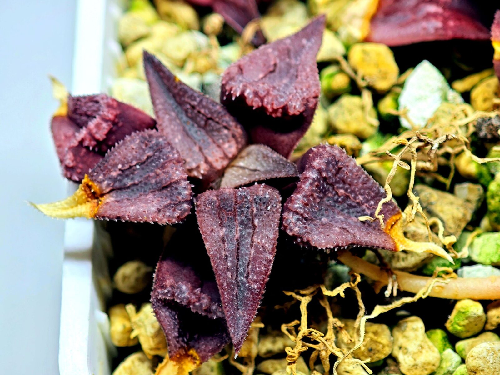 Haworthia Seedling MS114 - 3