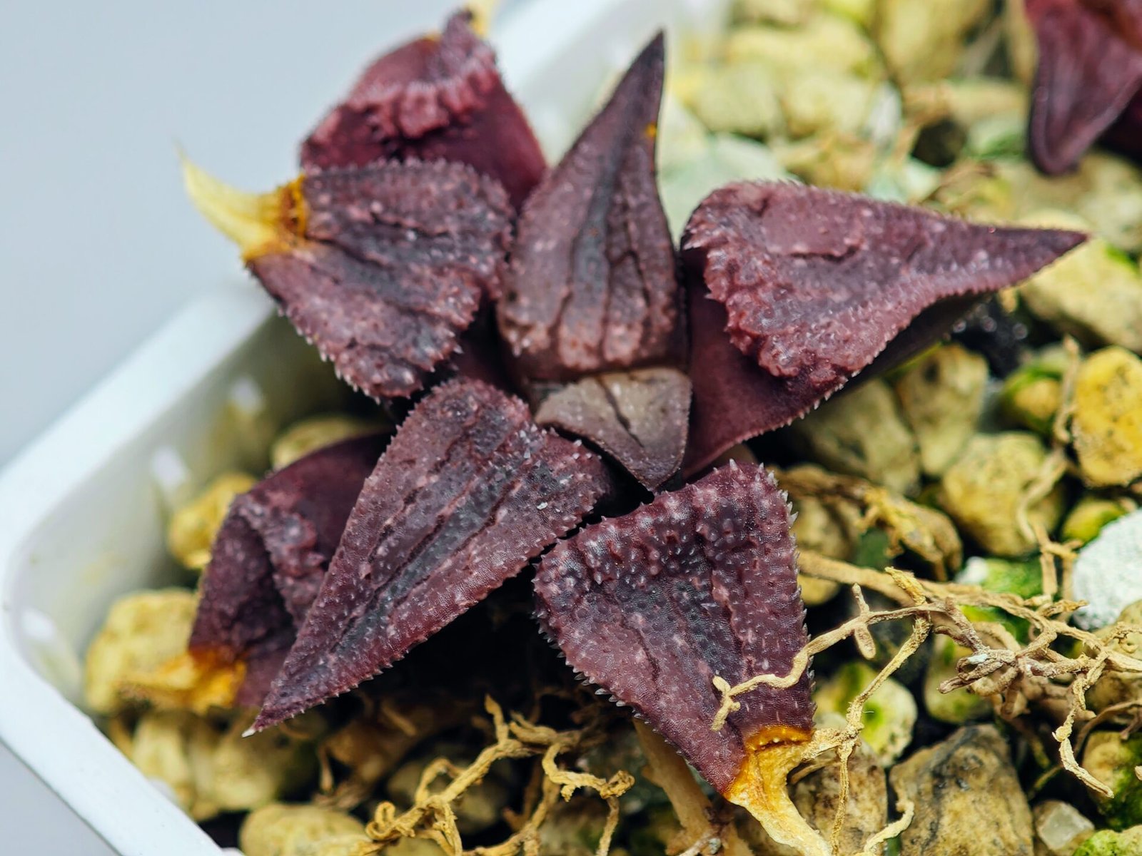 Haworthia Seedling MS114 - 4