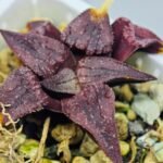 Haworthia Seedling MS114 - 7