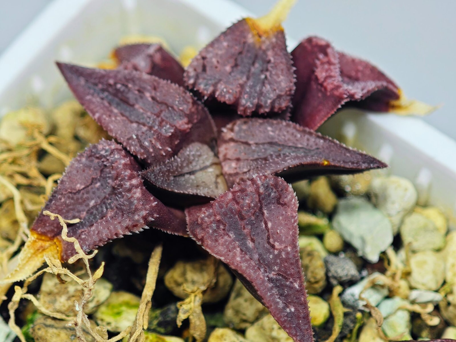 Haworthia Seedling MS114 - 7