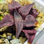 Haworthia Seedling MS114 - 11