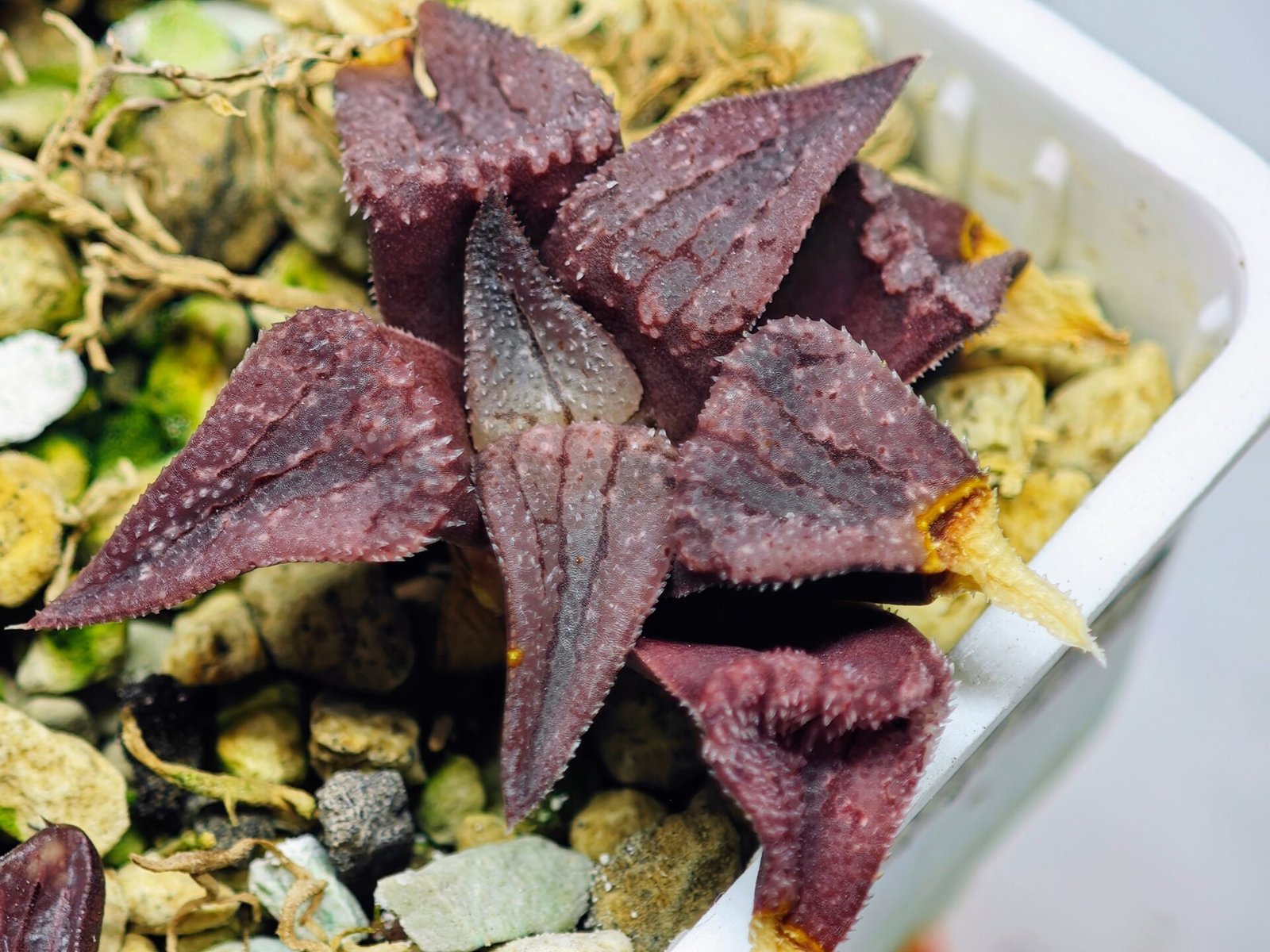 Haworthia Seedling MS114 - 11