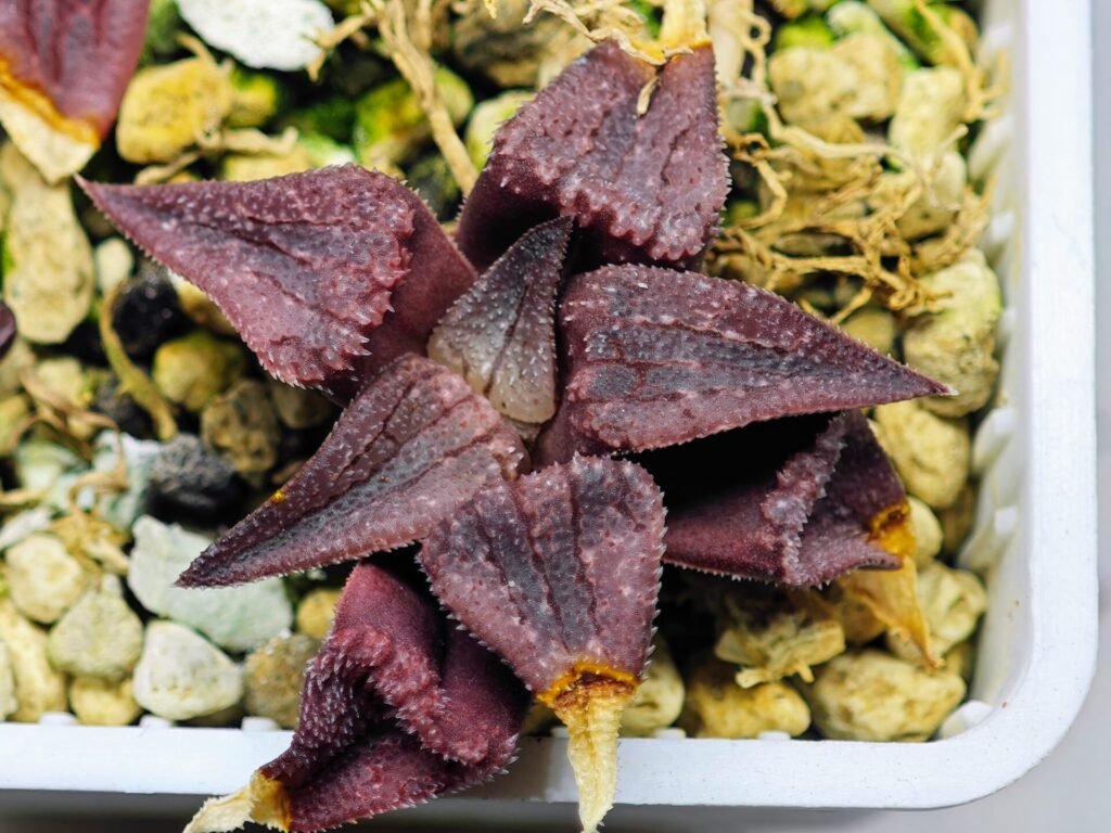 Haworthia Seedling MS114 - 13