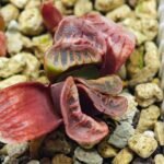 Haworthia Seedling truncata Lime Green MS118 - 1