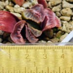Haworthia Seedling truncata Lime Green MS118 - 2