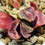 Haworthia Seedling truncata Lime Green MS118 - 3