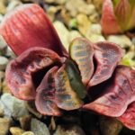 Haworthia Seedling truncata Lime Green MS118 - 4